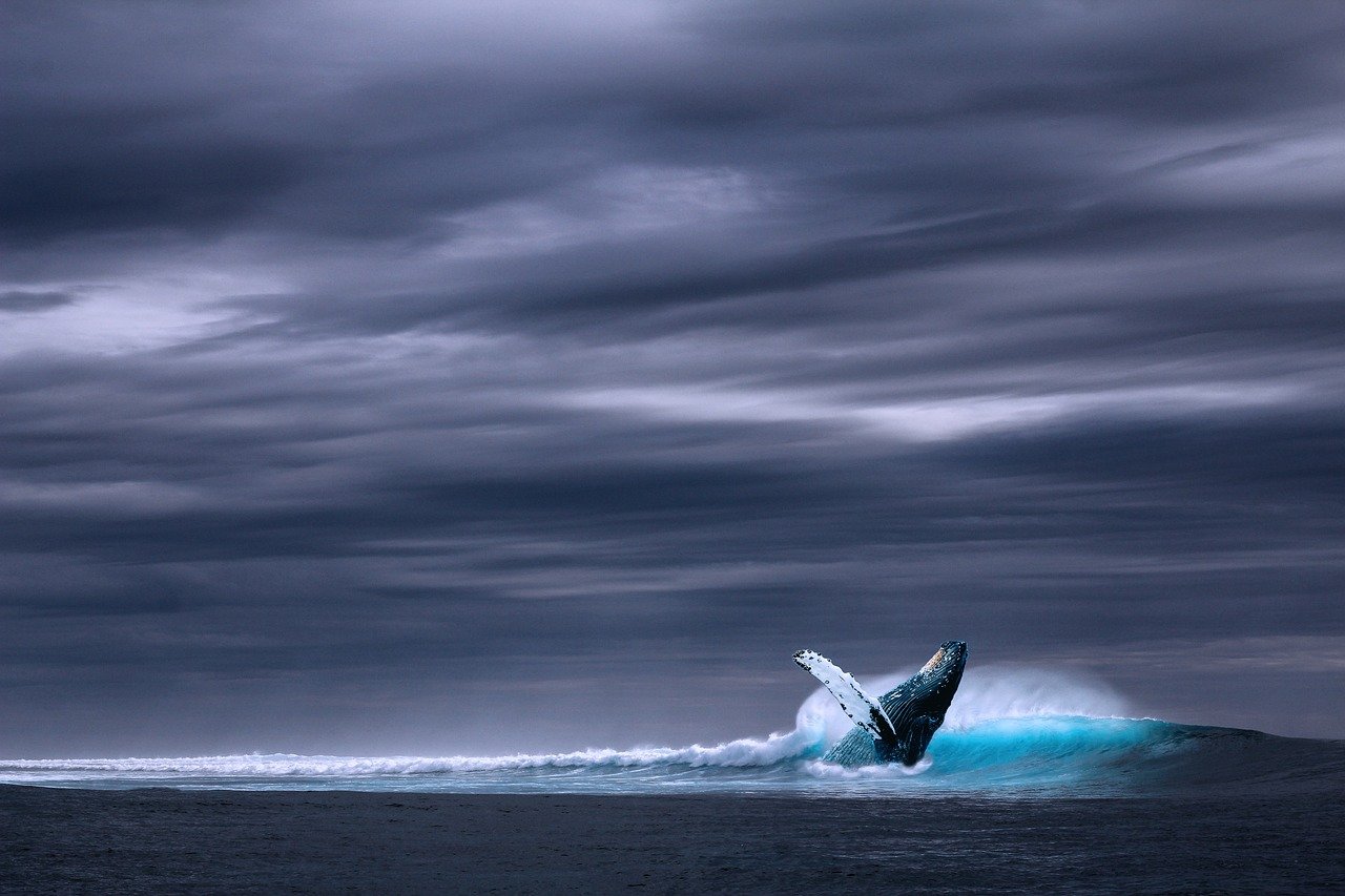 The Incredible Evolution of Whales: From Land Walkers to Ocean Giants