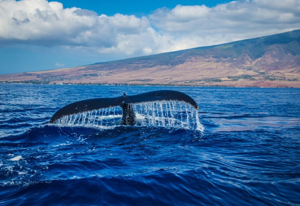 The Tragic and Beautiful Life Cycle of Whales: From Birth to Death in the Deep Blue Sea