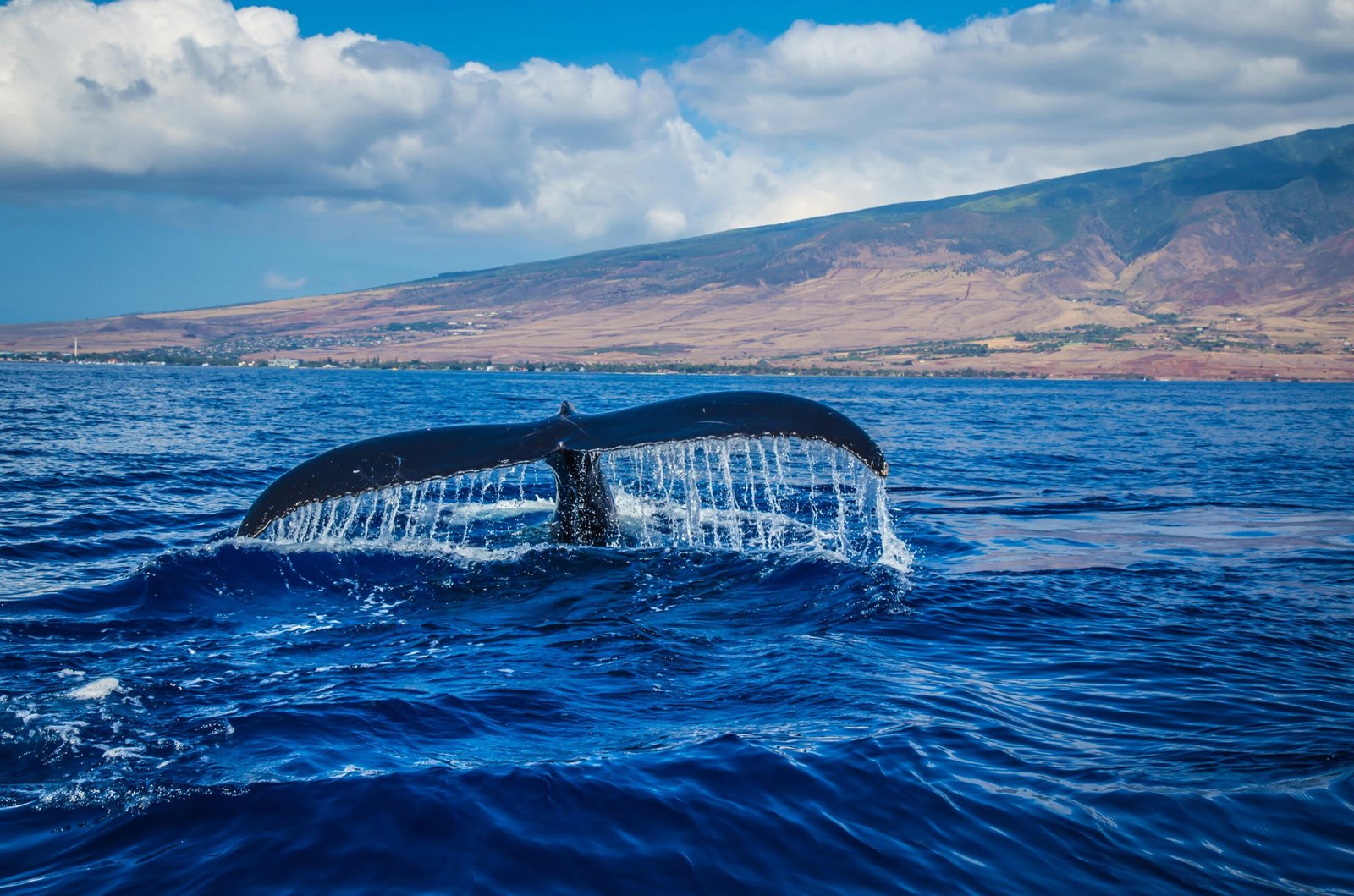 The Tragic and Beautiful Life Cycle of Whales: From Birth to Death in the Deep Blue Sea