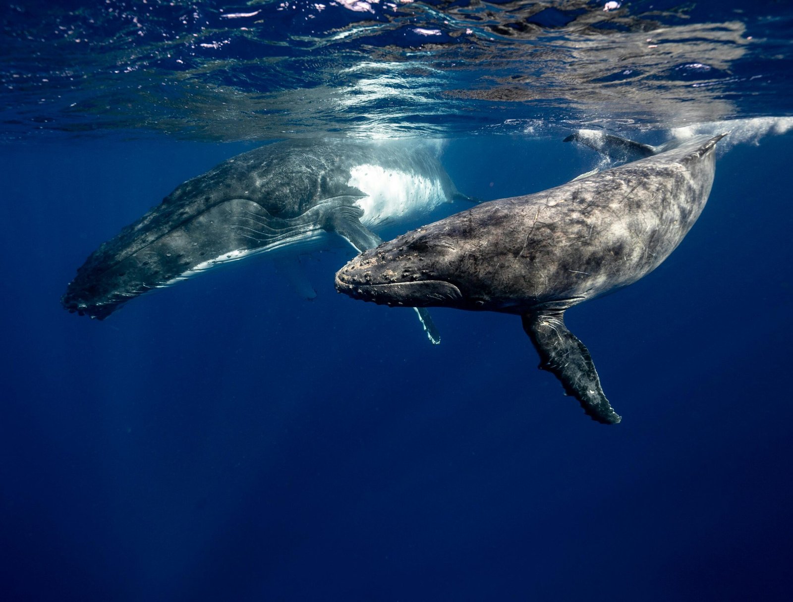 Hope for Endangered North Atlantic Right Whales: Population Grows but Threats Persist